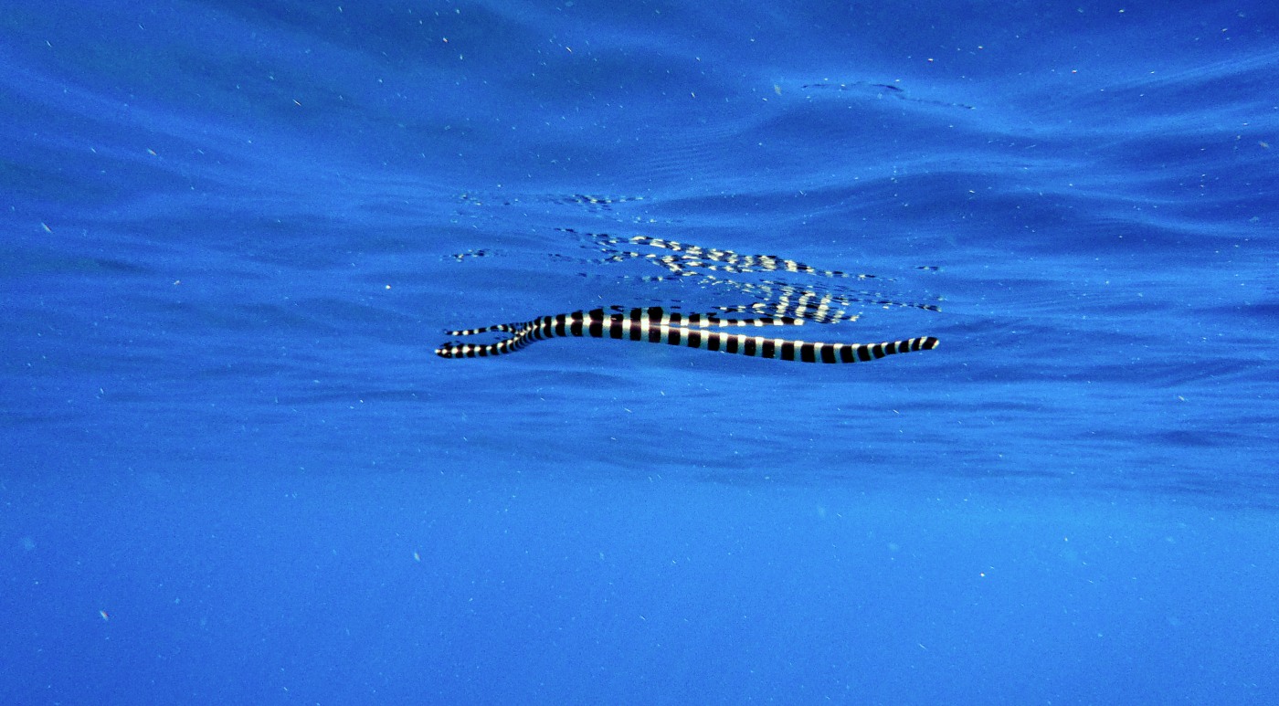serpent marin tricot rayé