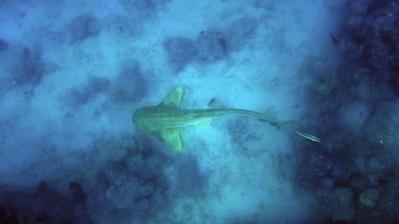 requin léopard stegostoma fasciatem
