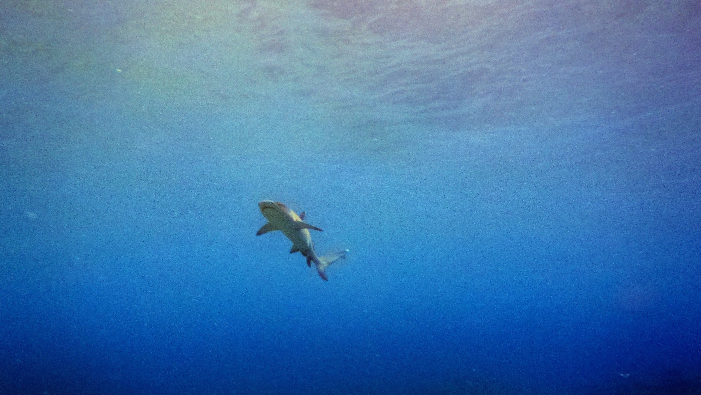 requin corail triaenodon obesus